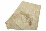 Eocene Prickly Hornwort (Ceratophyllum) Fossil - Wyoming #257030-1